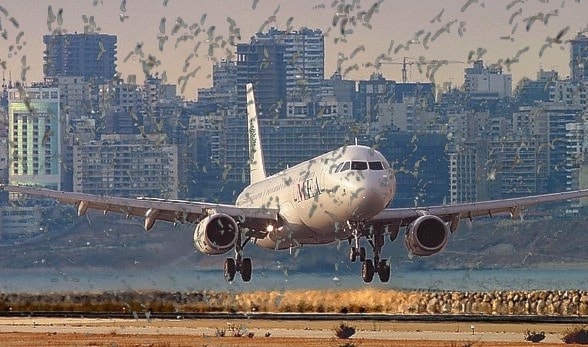 طيور النورس تهدّد سلامة الطيران في لبنان طيور النورس تهدّد سلامة الطيران في لبنان