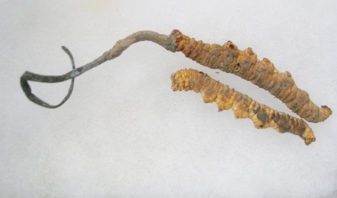 فطر اليسروعة فطر اليسروعة