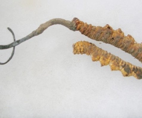 فطر اليسروعة فطر اليسروعة