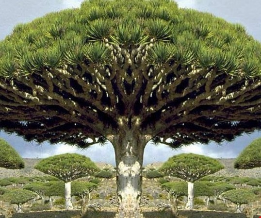 حسين اليافعي: الإمارات تنهب شجرة "دم الأخوين" النادرة حسين اليافعي: الإمارات تنهب شجرة "دم الأخوين" النادرة