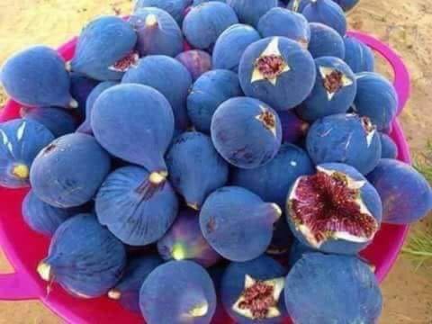 تين فلسطيني تين فلسطيني