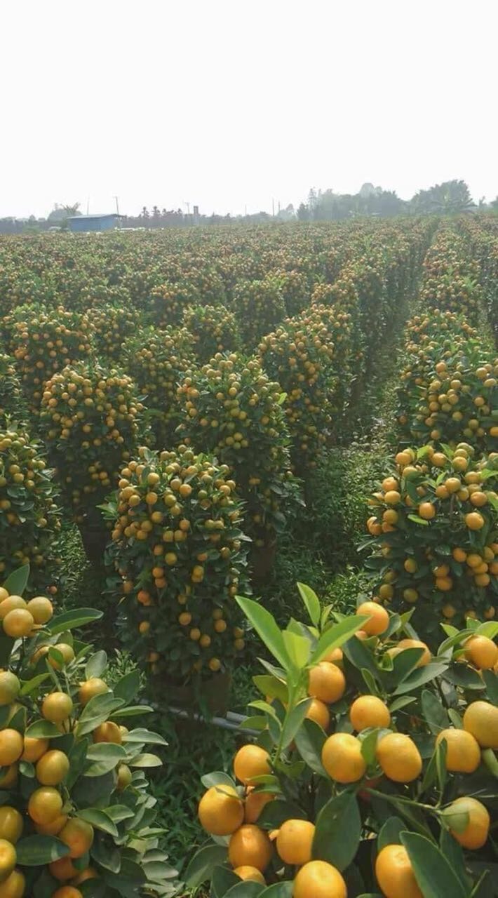 جنات برتقال مدى النظر جنات برتقال مدى النظر