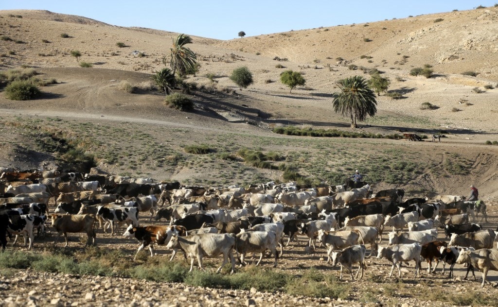 مزارعون فلسطينيون يرعون ماشيتهم في الضفة الغربية المحتلة الشهر الماضي / أ.ف.ب مزارعون فلسطينيون يرعون ماشيتهم في الضفة الغربية المحتلة الشهر الماضي / أ.ف.ب