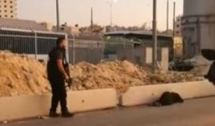 بالفيديو: استشهاد إمرأة فلسطينية برصاص الاحتلال عند حاجز قلنديا بالفيديو: استشهاد إمرأة فلسطينية برصاص الاحتلال عند حاجز قلنديا
