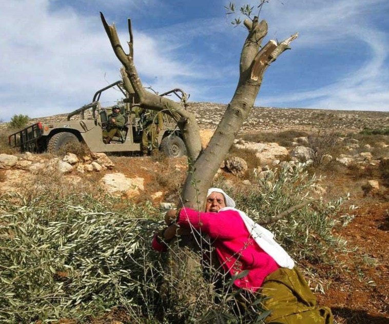 سيدة فلسطينية تحتضن شجرة الزيتون سيدة فلسطينية تحتضن شجرة الزيتون