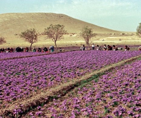 زراعة الزعفران في خراسان. زراعة الزعفران في خراسان.