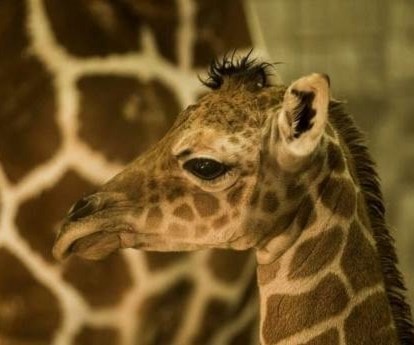 زرافة ولدت في جزيرة بالي الإندونيسية خلال تفشي وباء كوفيد 19 زرافة ولدت في جزيرة بالي الإندونيسية خلال تفشي وباء كوفيد 19