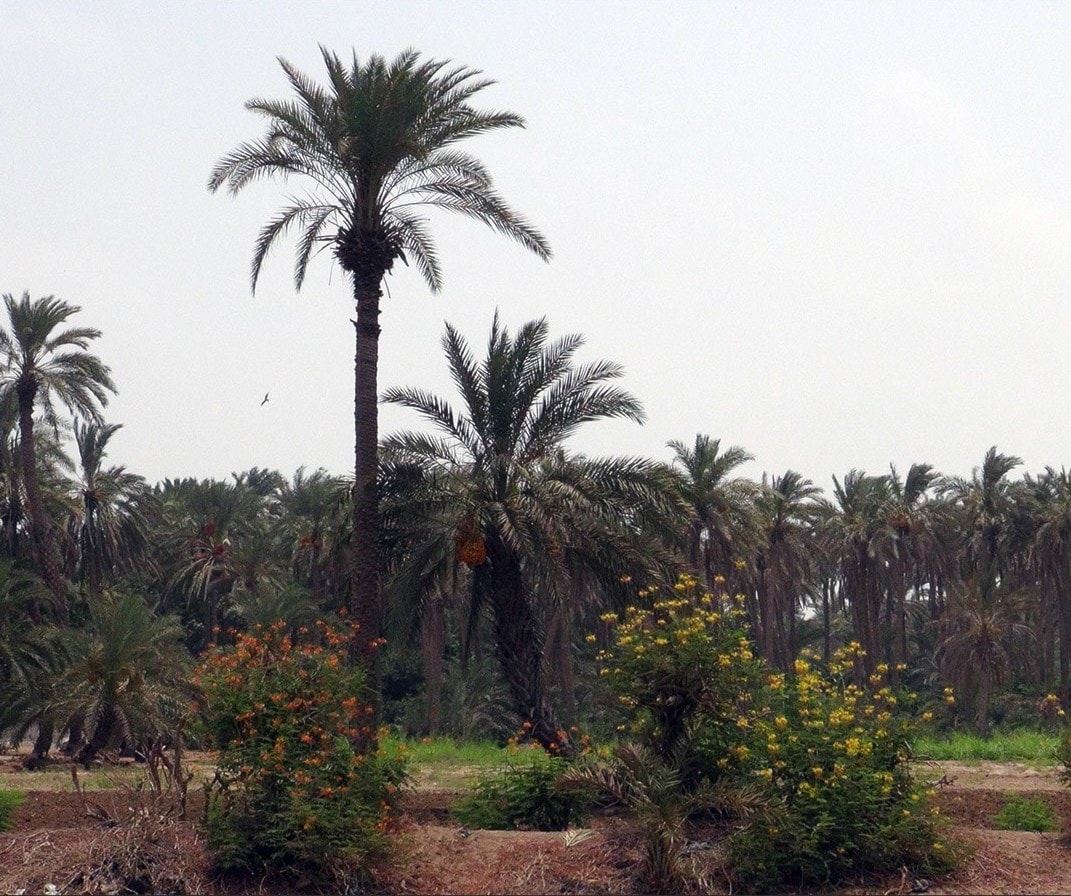 وزير الزراعة السوري: نخطط لزراعة مليون شجرة نخيل وزير الزراعة السوري: نخطط لزراعة مليون شجرة نخيل