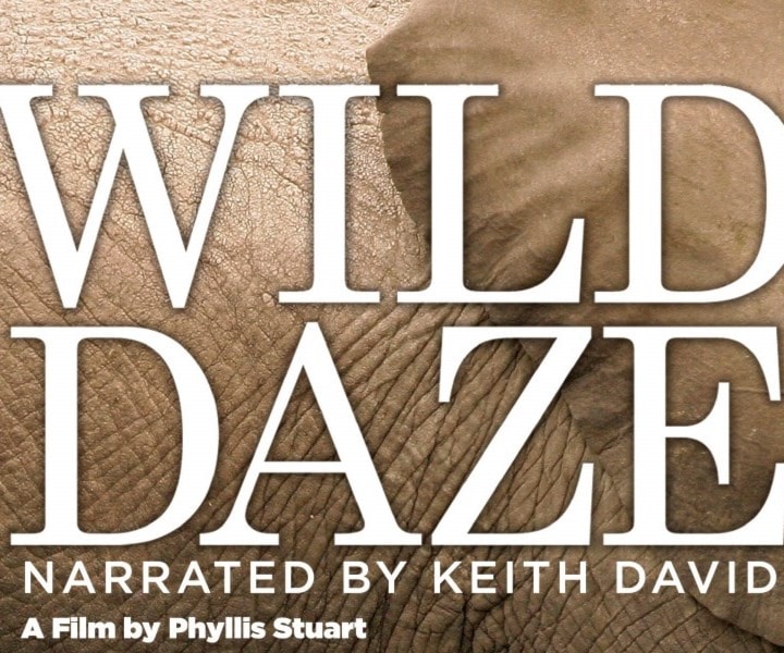 ما يقوله فيلم "wild daze" شديد الأهمية لأنه يقدم معطيات تشرح أهمية وجود الكمّ الكبير من الحيوانات في القارة الأفريقيّة ما يقوله فيلم "wild daze" شديد الأهمية لأنه يقدم معطيات تشرح أهمية وجود الكمّ الكبير من الحيوانات في القارة الأفريقيّة