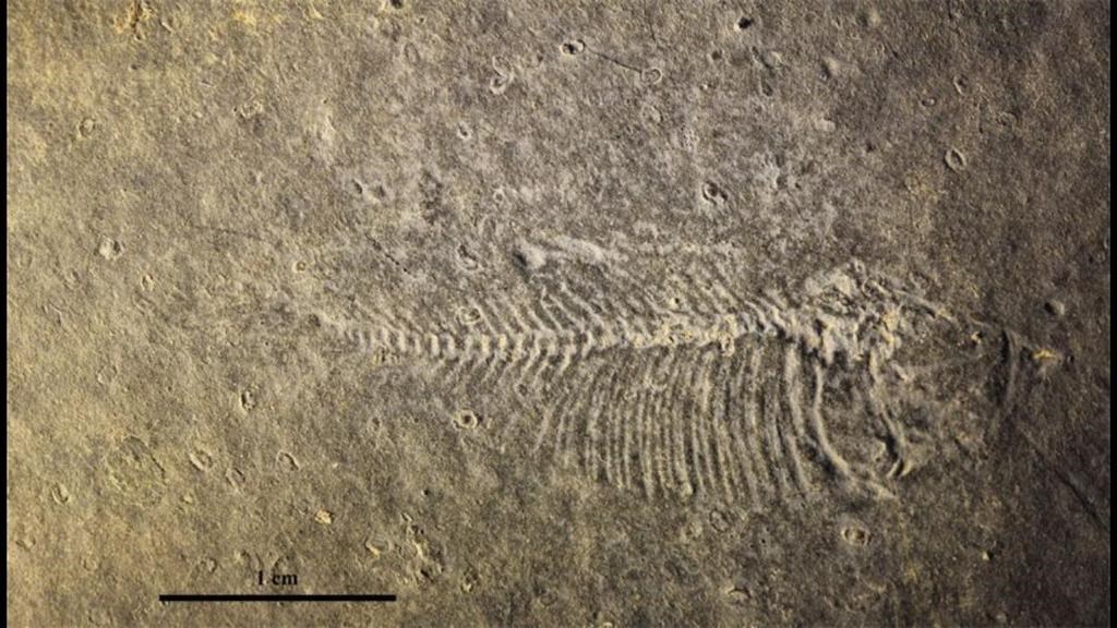 أسماك متحجرة في الطبقة البترولية 