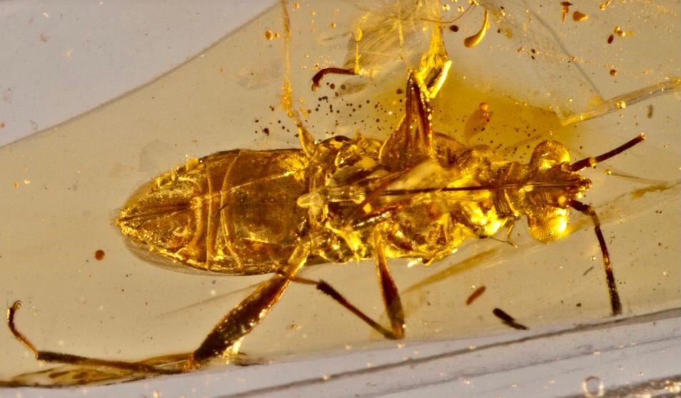 العنبر اللبناني: أرشيف الحياة في 150 مليون سنة