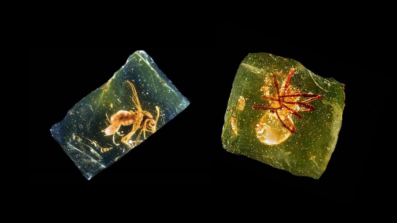 أحفوريات في العنبر 