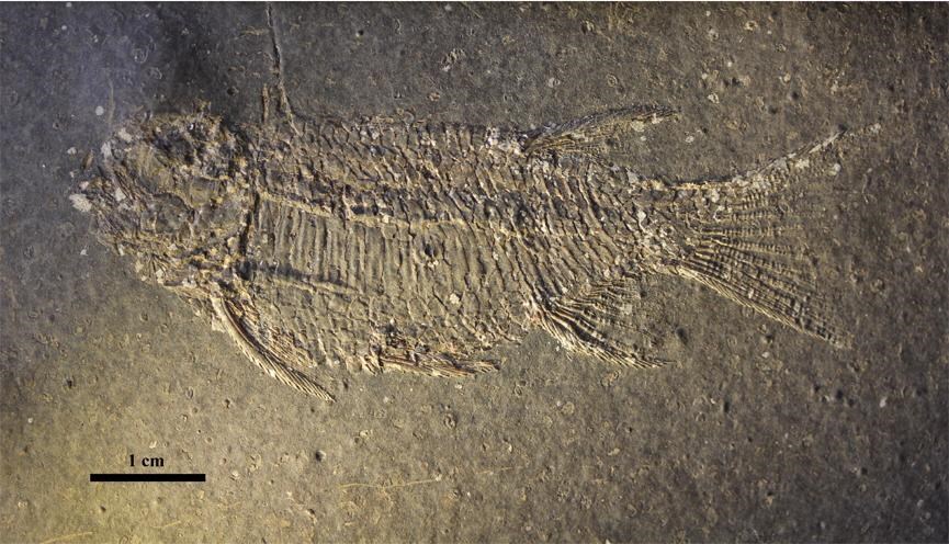 أسماك متحجرة 