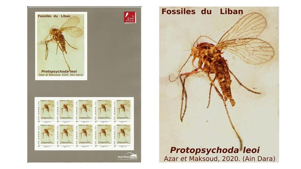 طابع حشرة في العنبر 