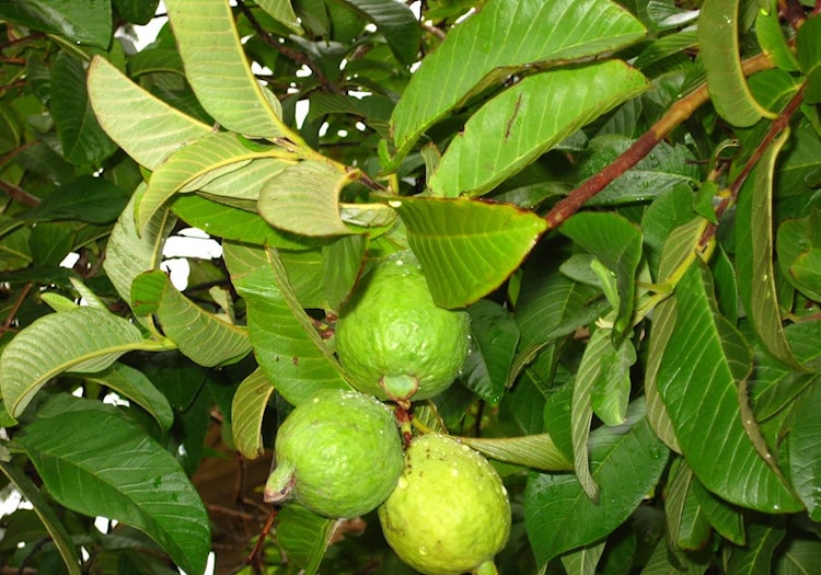 ما هي الفوائد الصحية لفاكهة الجوافة؟