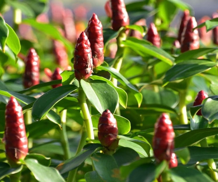 فوائد وأضرار القسط الهندي.. ما هي