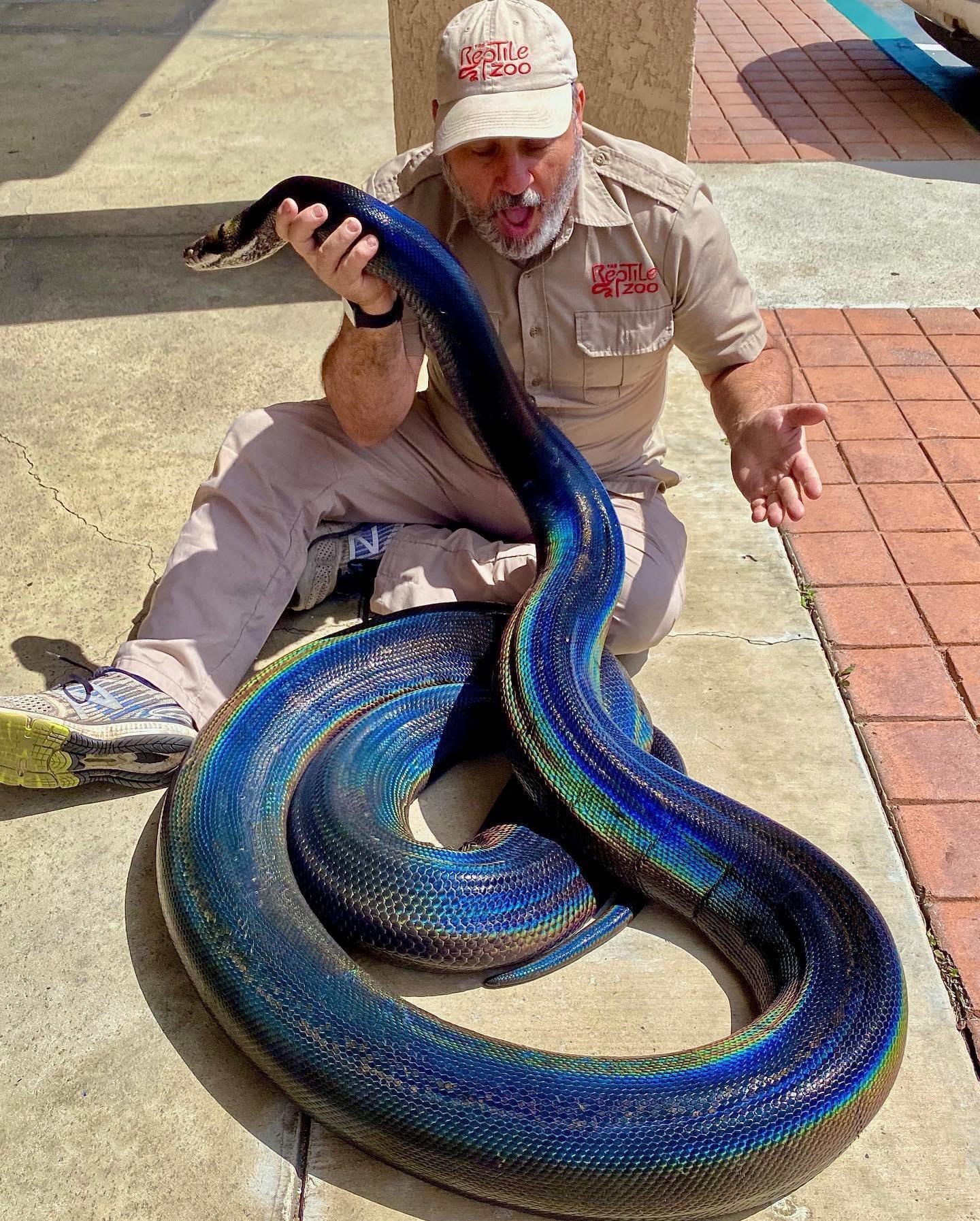 iridescent snake