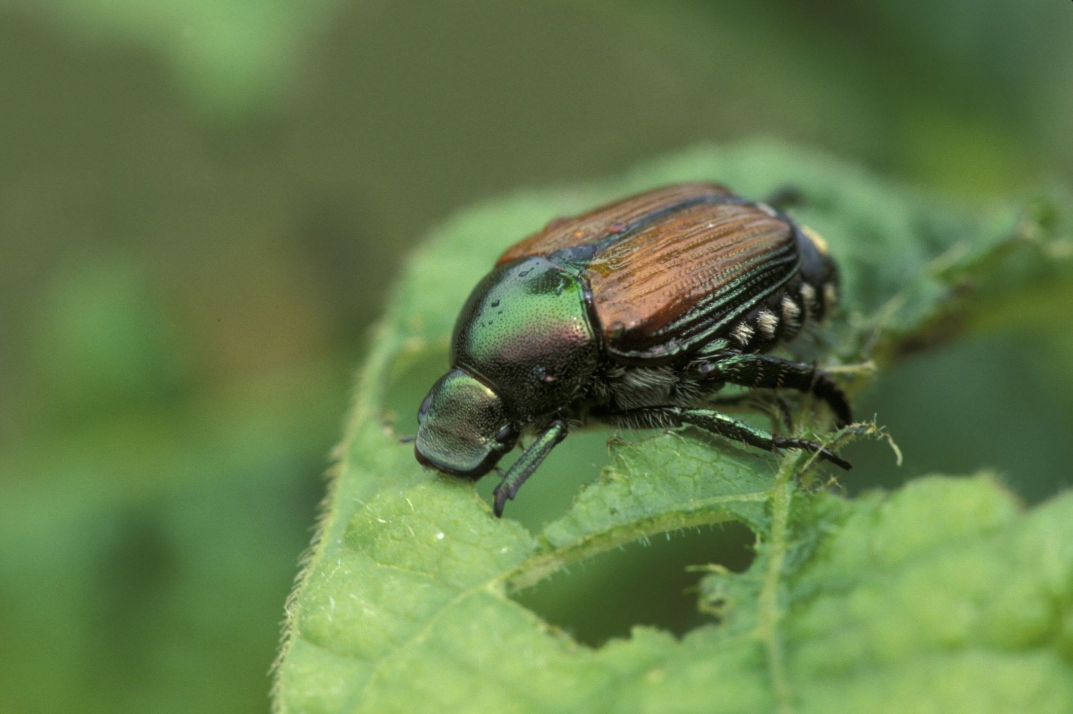 In Germany, a Japanese beetle is causing horror. 