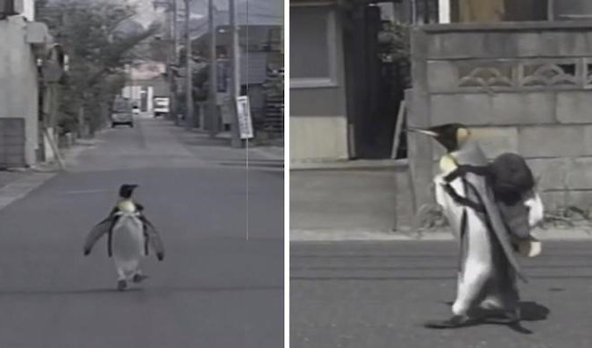 Lala, the pet penguin