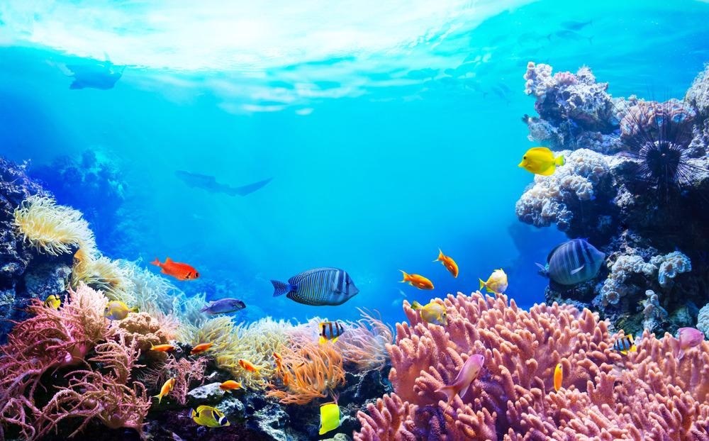 Half of our planet's coral reefs is lost